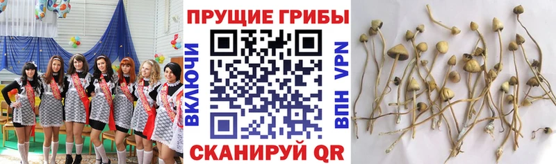 Купить  Новороссийск  Псилоцибиновые грибы Psilocybe 
